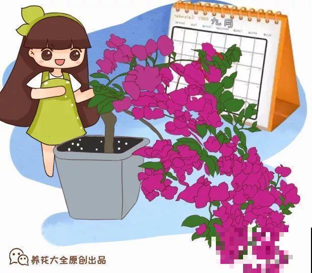 9月快上壮花肥，10天撒一把，新芽蹭蹭往外长！