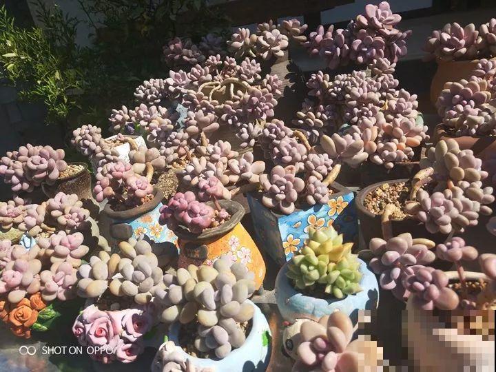 爸妈不在家，我在院子里疯狂种多肉，年年回家吓一跳！