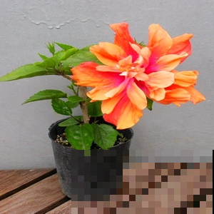 这才是真正的木槿花，一年能开200天，爆盆都是小问题！