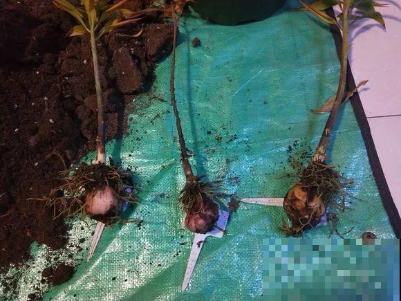 会休眠的12种花，想要安全度夏就别折腾，越浇水死的越快！