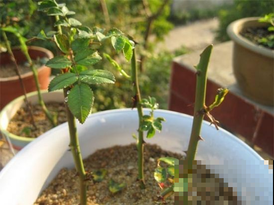 这2种花，遇水就生根，现在扦插刚好秋天栽土里！