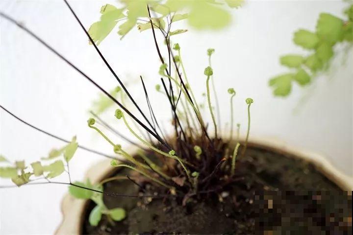 三伏后还有秋老虎，6种花不能乱晒，小心黄叶全死翘！