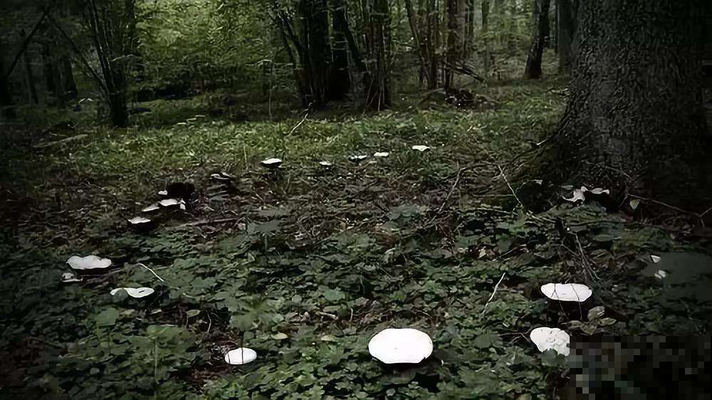 野蘑菇为啥围成圈生长？很多人以为是外星人降临，其实另有原因！