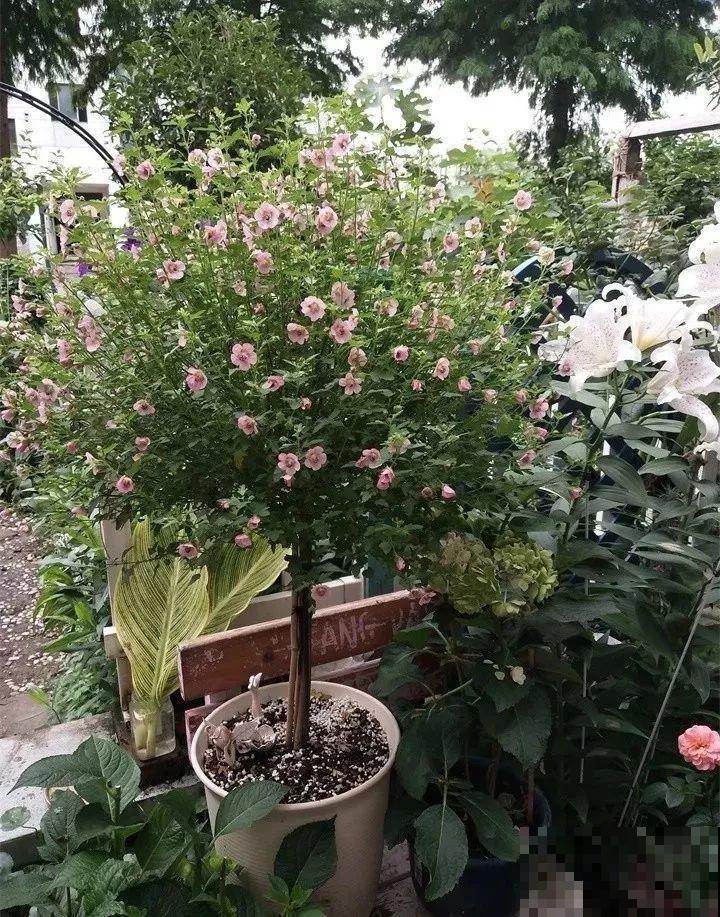 这花真强悍，剪一茬开一茬，大半年都开花！