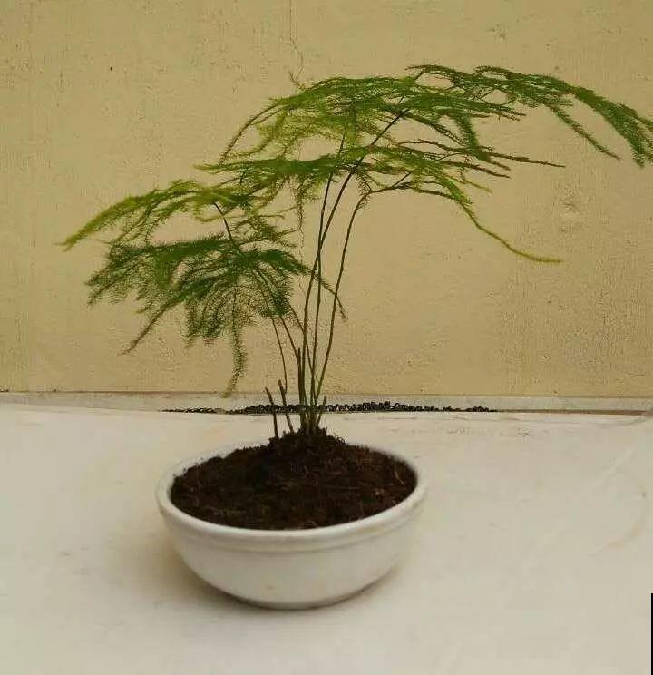 能爬10米高的花，夏天变成绿瀑布，看着就凉快！