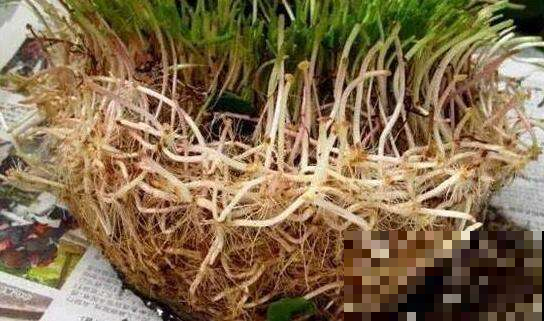 路边捡根不起眼的树枝，剁碎泡水灌花盆里，再蔫的花也能焕发青春
