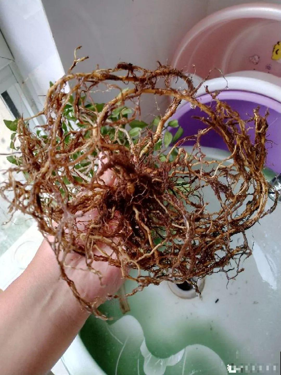 家里有这8种花，现在最容易死，别乱浇水！