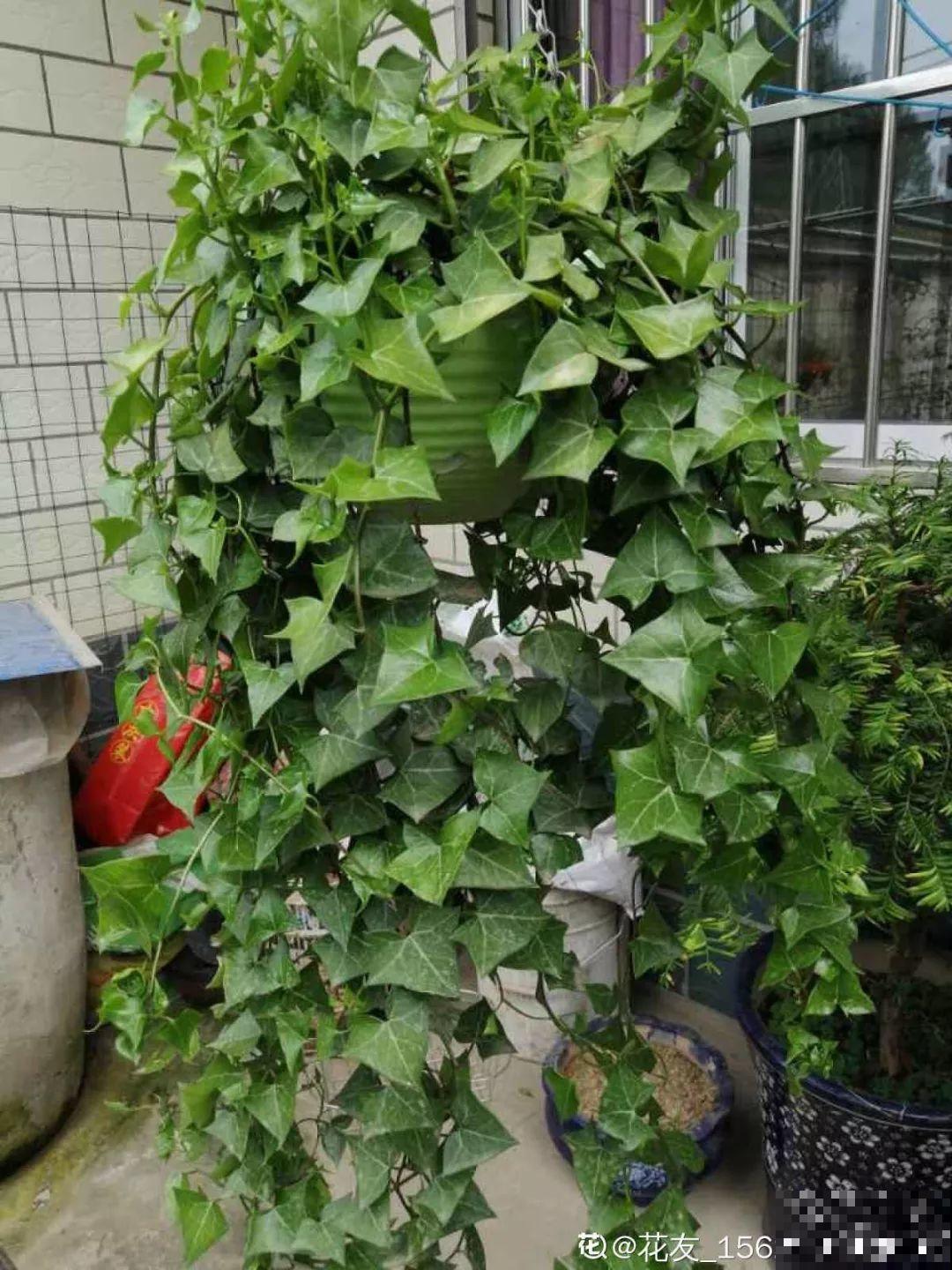 30种常见花的夏季浇水方法，告别烂根黄叶，养花无忧！