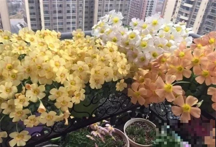 这花埋土里，不用剪就开爆，来年挖出来种球数翻10倍！