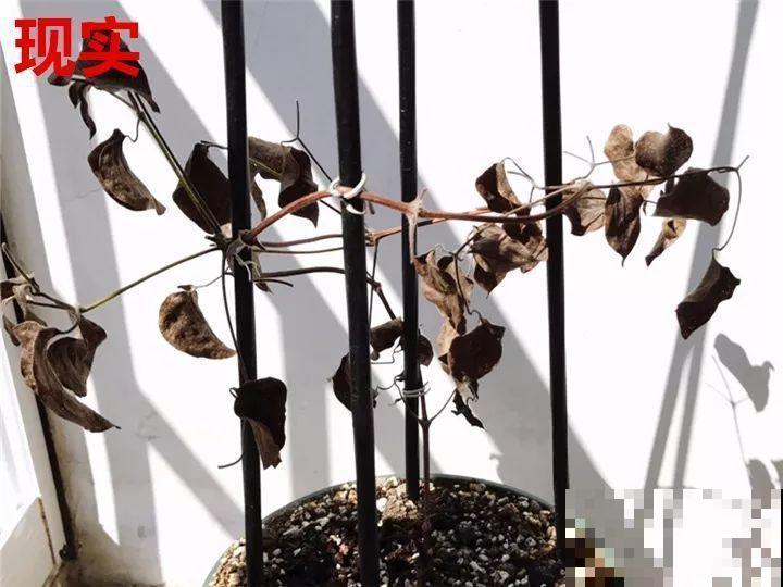 这10种花，年年收空盆，没点经验还真不敢养！