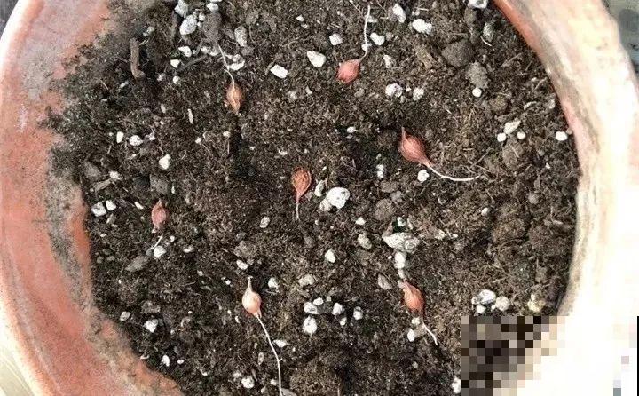 这花埋土里，不用剪就开爆，来年挖出来种球数翻10倍！