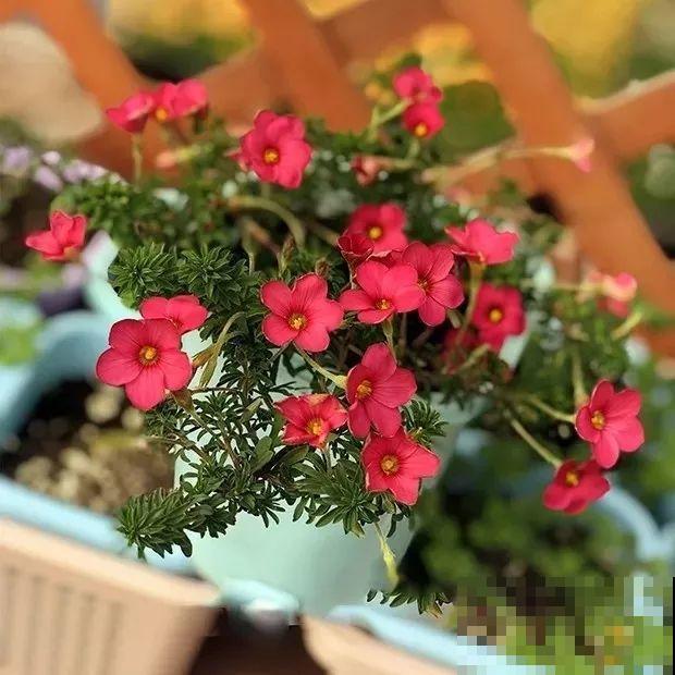 这花埋土里，不用剪就开爆，来年挖出来种球数翻10倍！