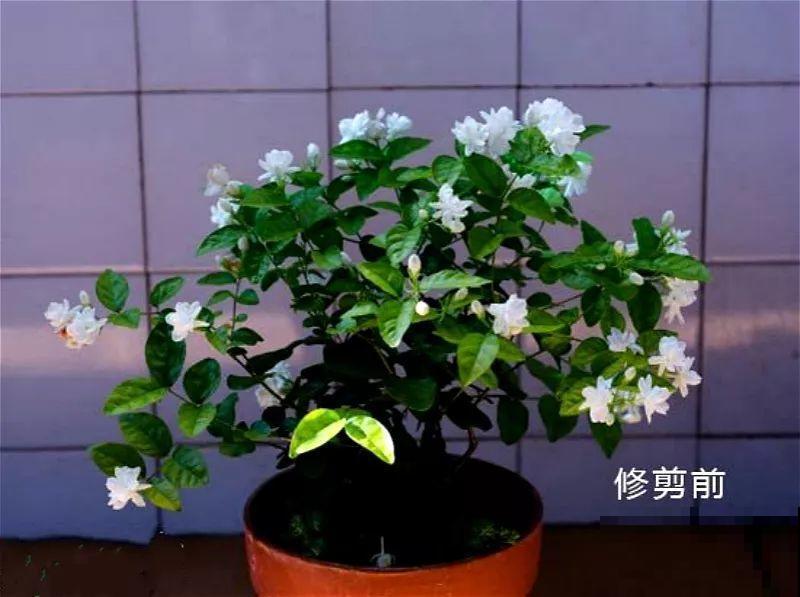 立秋了，抓紧做好这7件事，叶子绿的滴油，花立马胖10倍！