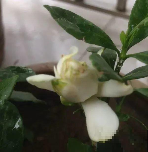 这么贵的花，路边扔了一大堆，丢人也要捡！