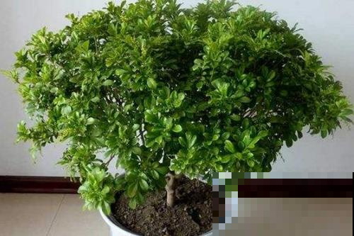 米兰开花超级耗能量，在不给它吃点，秋天一片菜色！