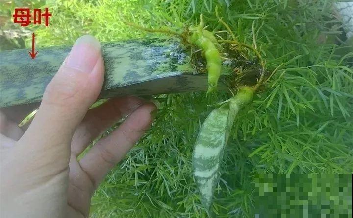 10种花扦插技巧，没事的时候插两盆，多到阳台都放不开！