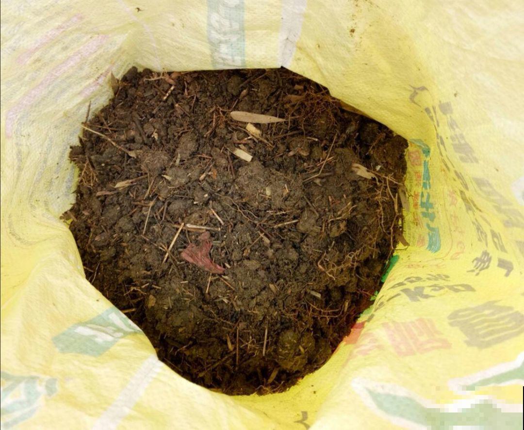 蓝色绣球最讨喜，咋调出来的？关键是土里多了它！