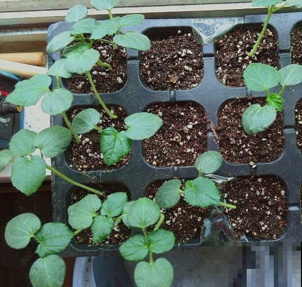 这么种植秋葵，叶子呼呼长，关键还能一茬接一茬的摘！
