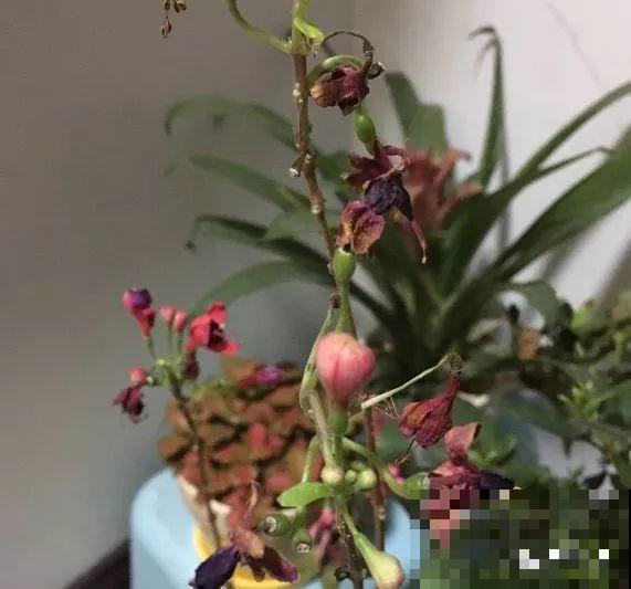 会休眠的12种花，想要安全度夏就别折腾，越浇水死的越快！