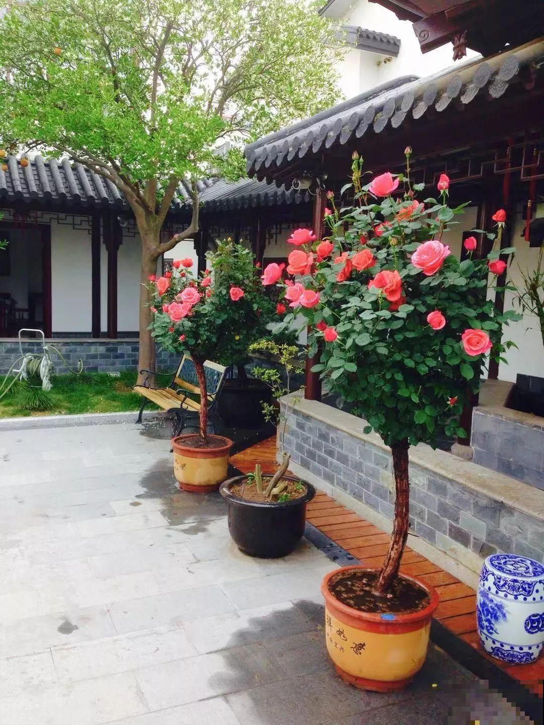 愿老来有个小院，养花种草，做一个幸福的养花奴！