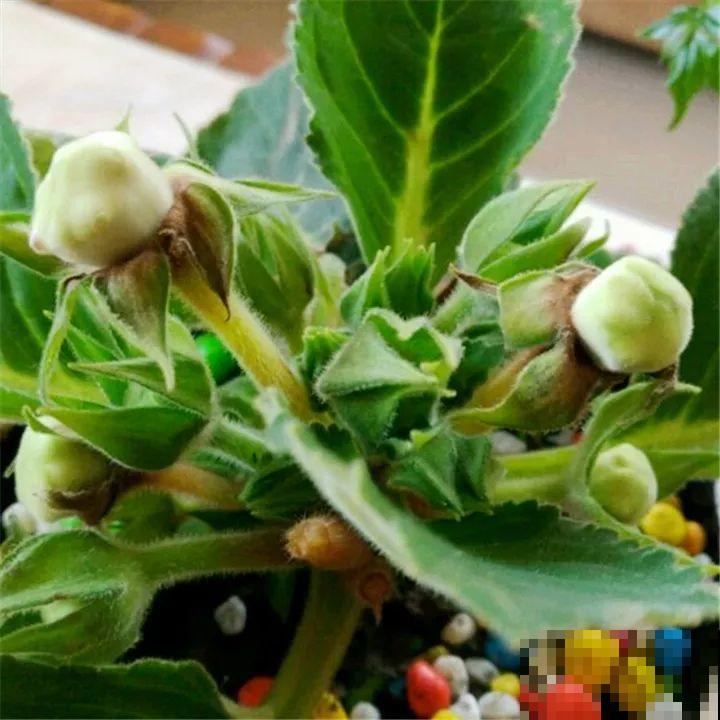 这6种花都有一个不能淋雨的习惯，长斑不说，整株都会烂掉！