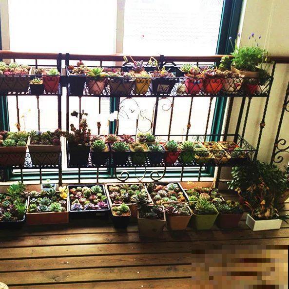 他辞职在家建多肉大棚，最后欠了一屁股债，到底为啥？