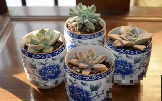破被子烂碗也能养花，只要这么一弄，瞬间美的邻居都来出钱买！