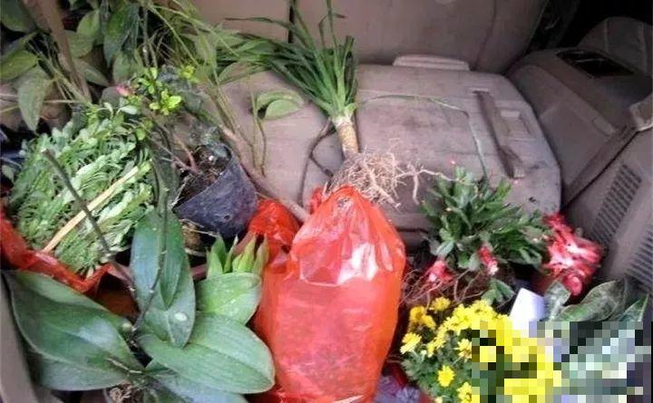 周末去这儿转一转，花和花盆随便捡，赚大发了！