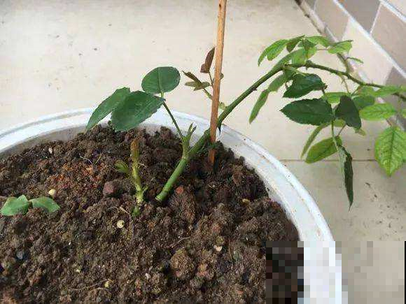 养花别买肥料了，农村捡点“粑粑”撒盆里，花草长成巨人怪！