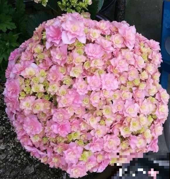 6种大型花，花苞直径20公分，摆家里太大气！