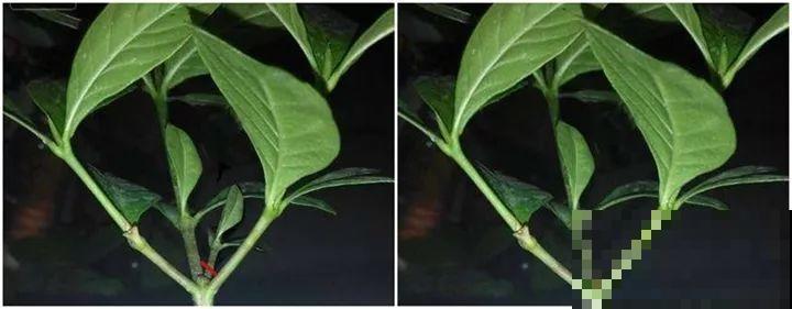 这8种花，拿棍子一绑凹个造型，身价嗖嗖往上翻！