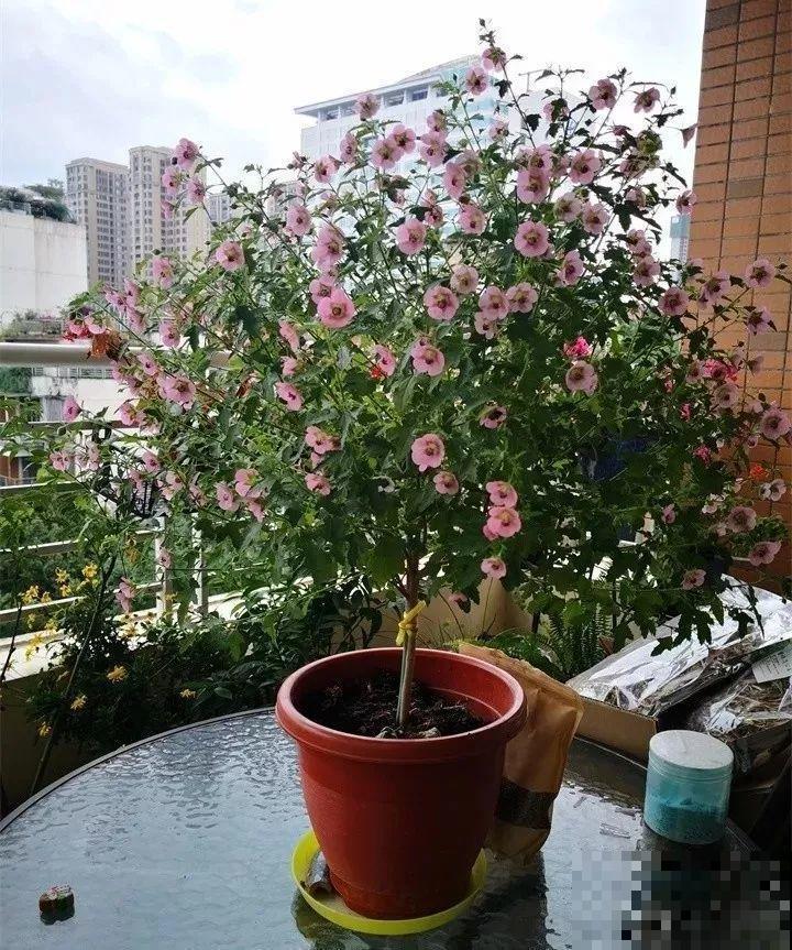 这花真强悍，剪一茬开一茬，大半年都开花！