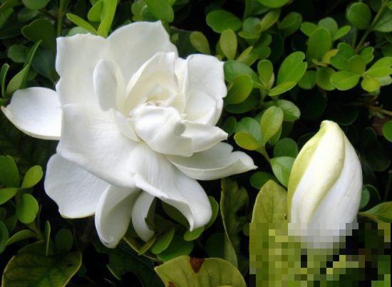 栀子花缺了它，黄叶还不长，真难伺候！