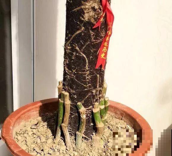 这么贵的花，路边扔了一大堆，丢人也要捡！