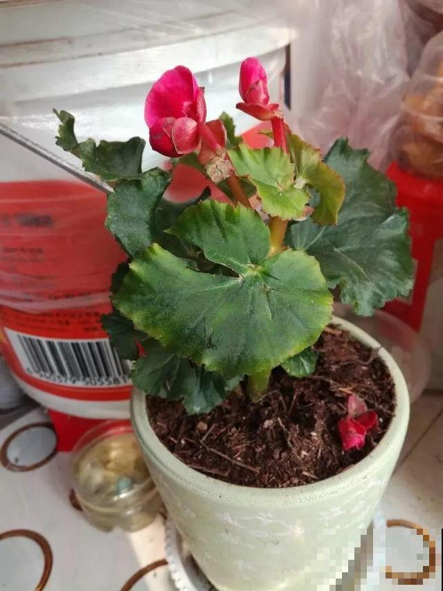 会休眠的12种花，想要安全度夏就别折腾，越浇水死的越快！