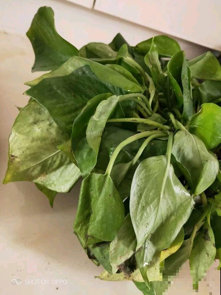 30种常见花的夏季浇水方法，告别烂根黄叶，养花无忧！