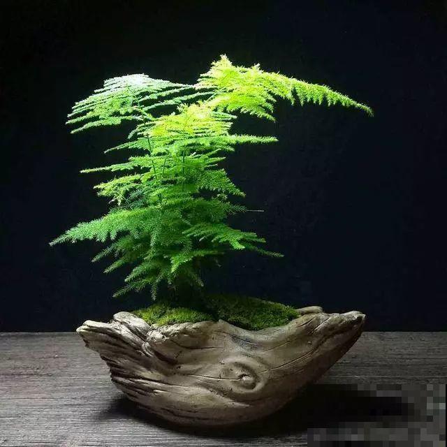 能爬10米高的花，夏天变成绿瀑布，看着就凉快！