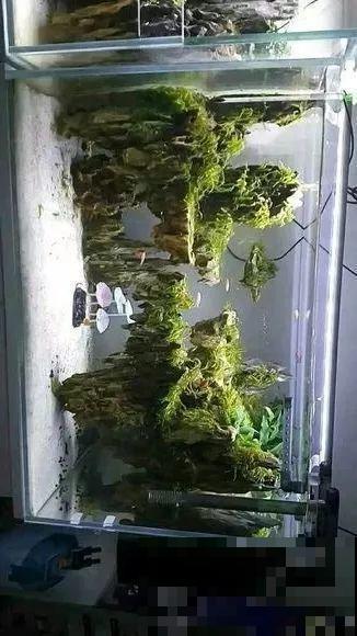 夏天就得养它，扔水里长一缸，7天美成一幅画！