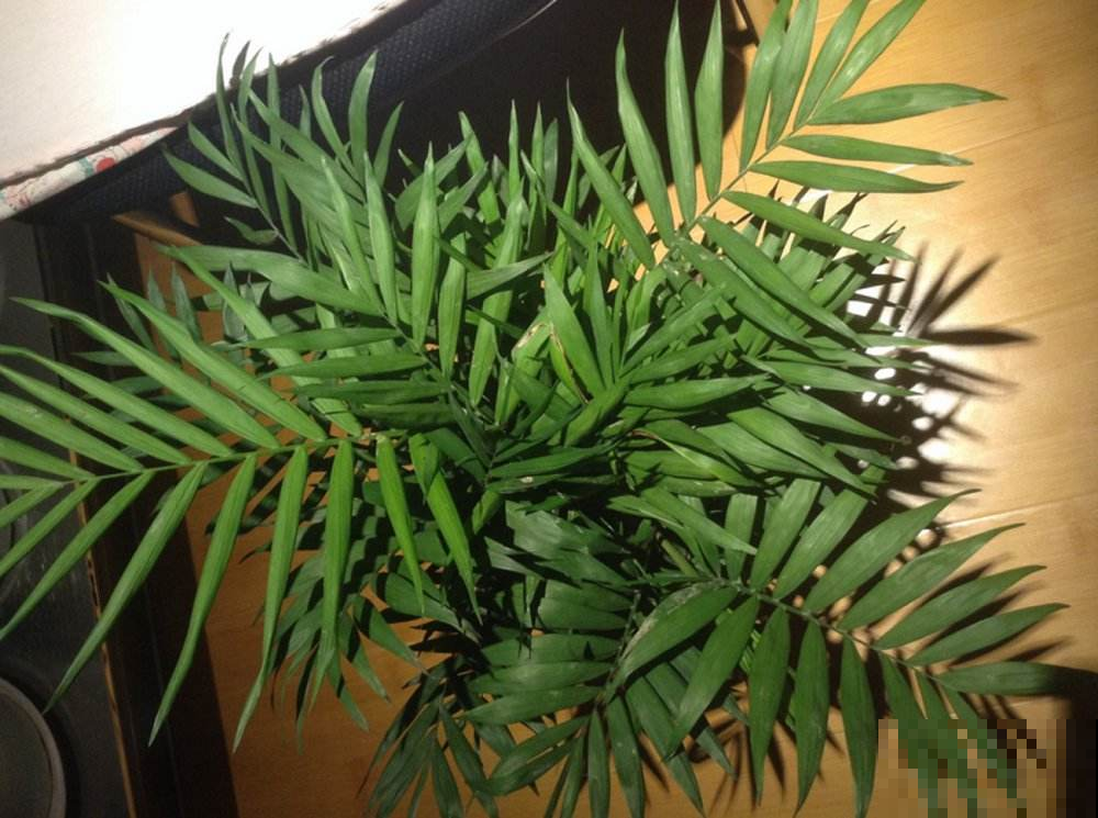 适合养在家里的竹子，除了文竹，还有这几种年年都在窜新叶子！