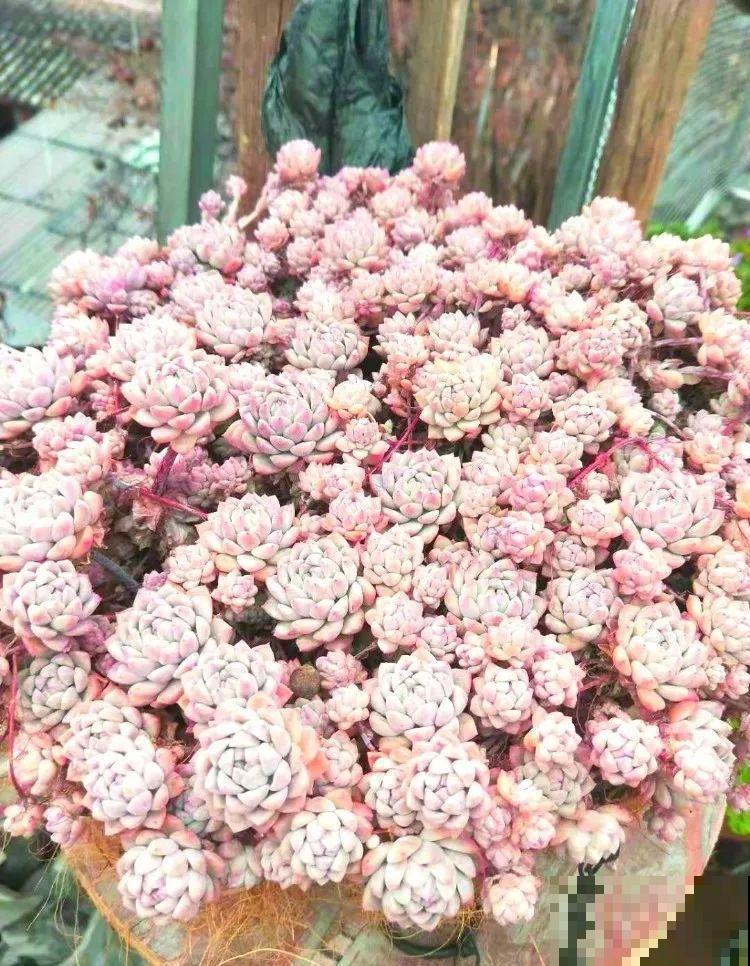 8种多肉最耐晒，大夏天照样疯长不停，呼呼窜成小瀑布！