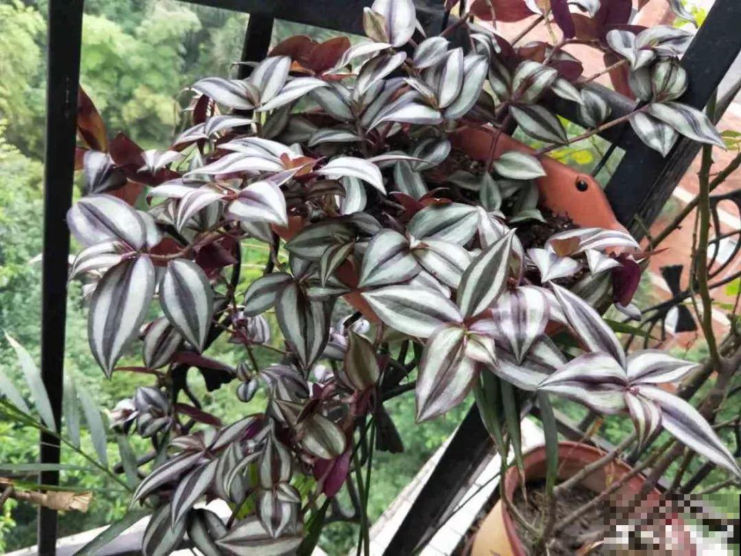 这花特耐阴，晾衣杆上挂起来养，越养越爆盆！