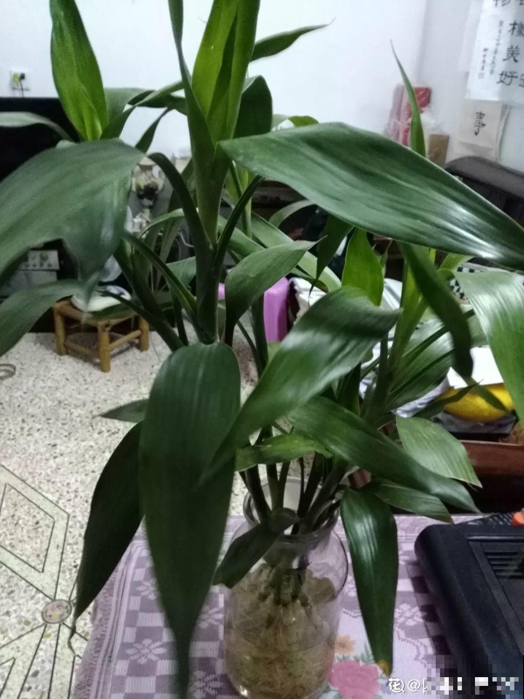 这12种花，夏天直接扔水里，蹭蹭长个开花拦不住！