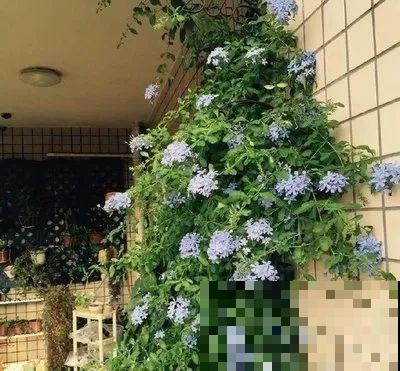 蓝色绣球最讨喜，咋调出来的？关键是土里多了它！