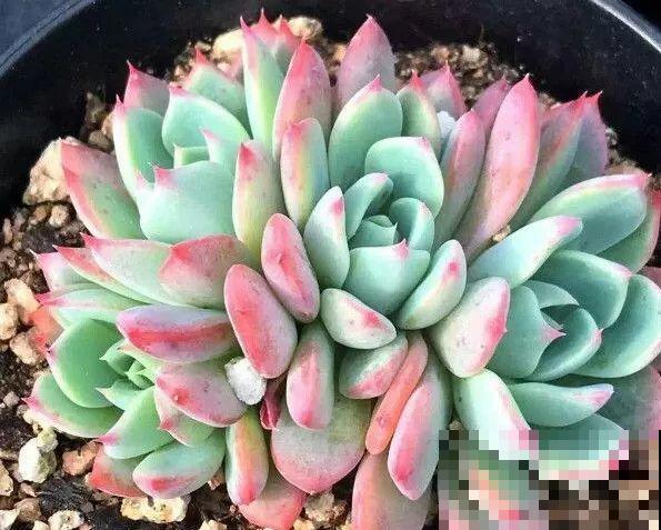 多肉即将睡醒，“大餐”备好了没？不花钱的肥料有的是！