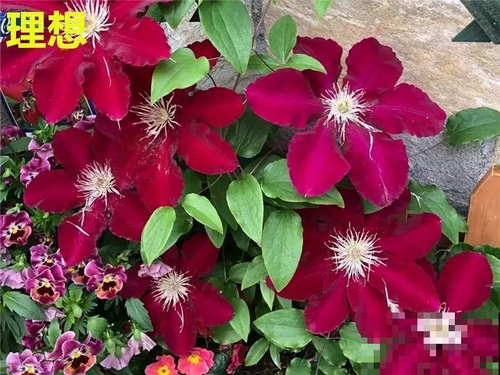 这10种花，年年收空盆，没点经验还真不敢养！