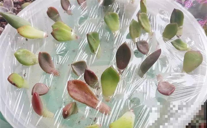多肉养护大总结，这7点学会了，啥肉都能养得活！