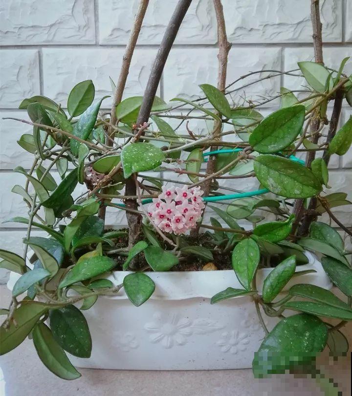 这花从春天到秋天，一茬接一茬，养在阳台美成一道风景线！