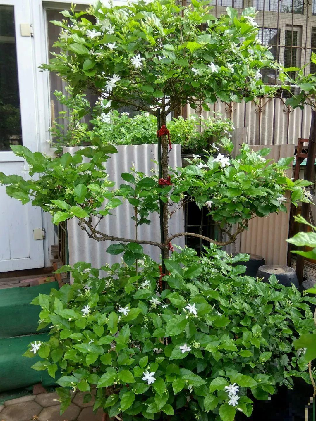 这花剪一茬开一茬，越晒花越多，整个夏天屋里都是香香的！