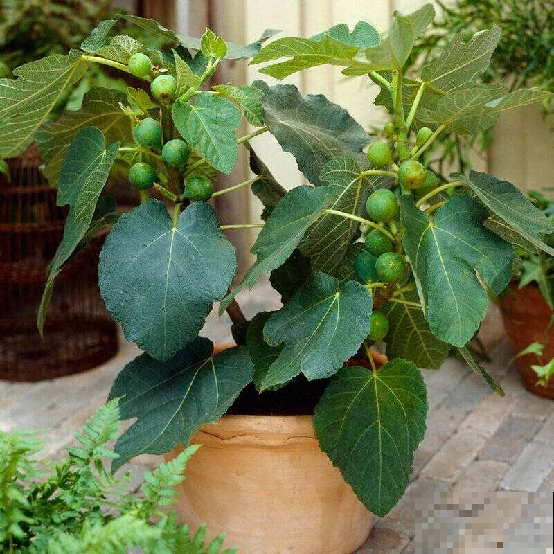 无花果一年最好吃的时候来了，只要按照这养法，吃到深秋不是事！