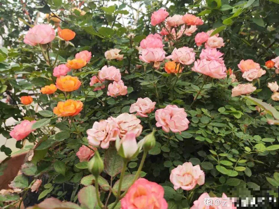 30种常见花的夏季浇水方法，告别烂根黄叶，养花无忧！